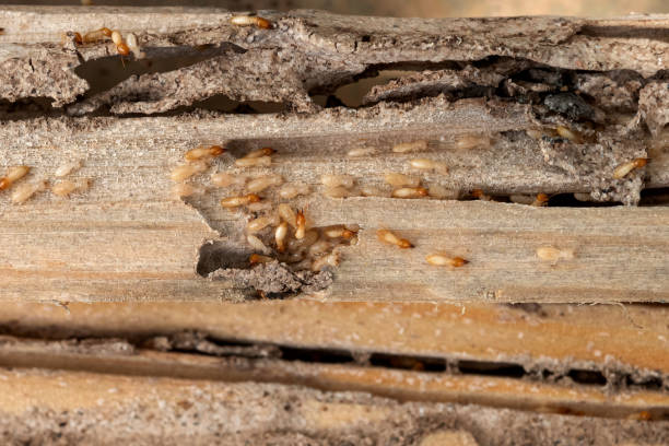 Best Emergency Pest Control  in , SC